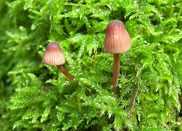 I  Funghi  della  faggeta  calcarea